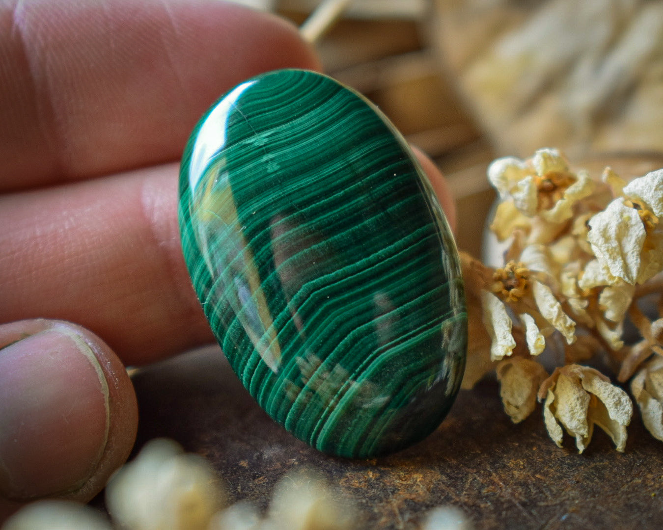 Cabochon Malachite — Afrique du Sud