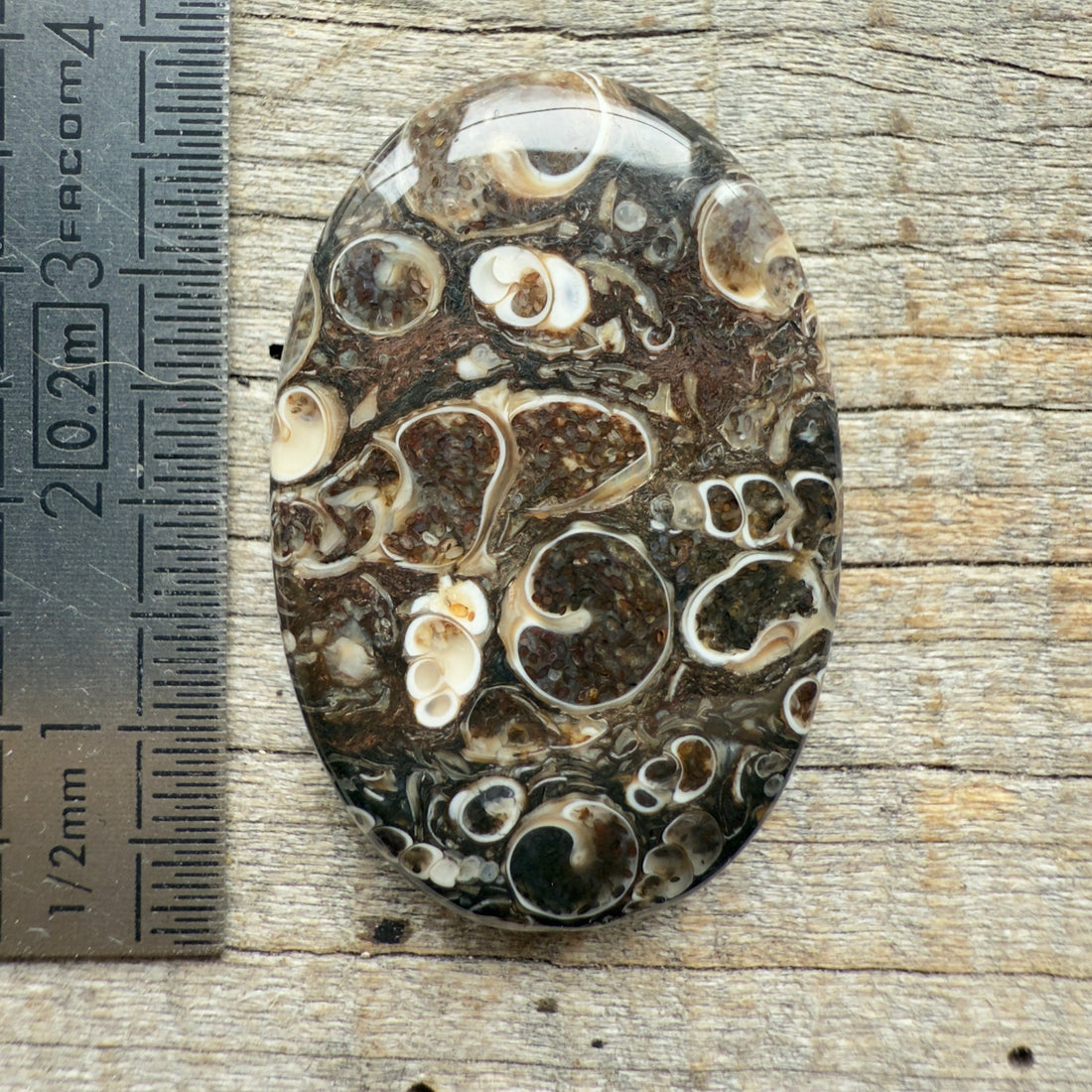 Cabochon Agate Turitelle