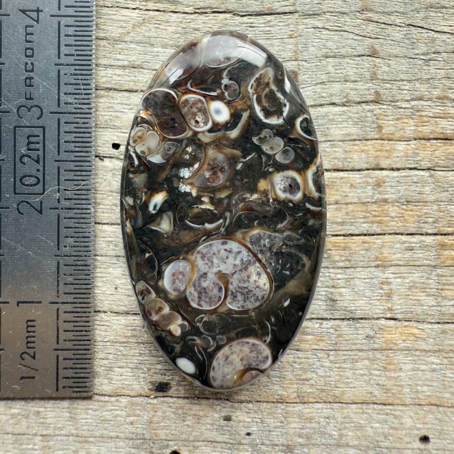 Cabochon Agate Turitelle