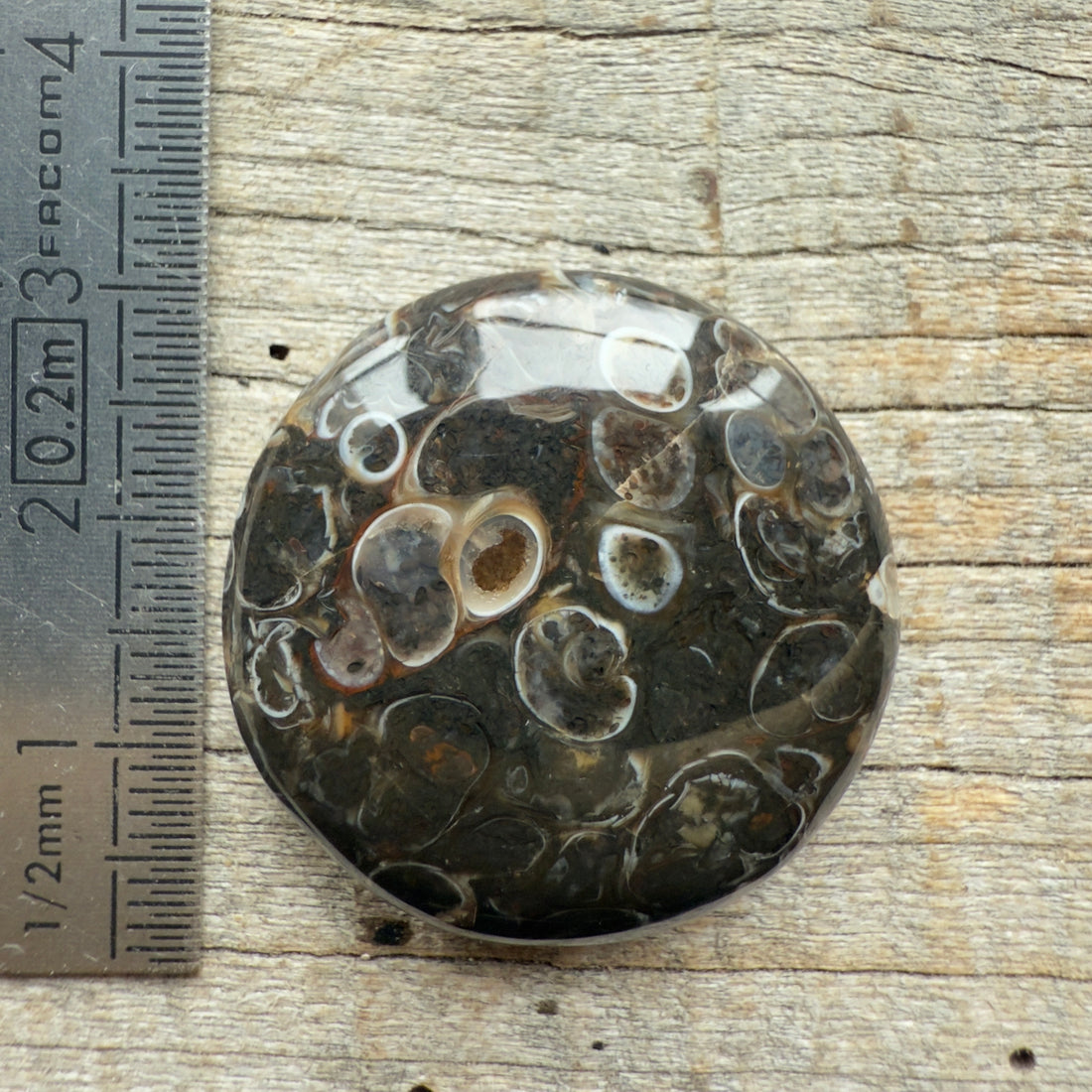 Cabochon Agate Turitelle