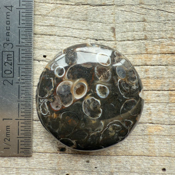 Cabochon Agate Turitelle