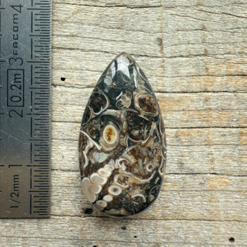 Cabochon Agate Turitelle