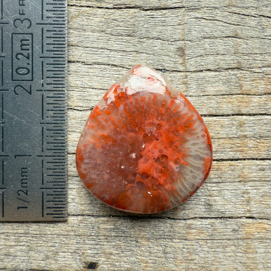 Cabochon Corail Agatisé Red Horn