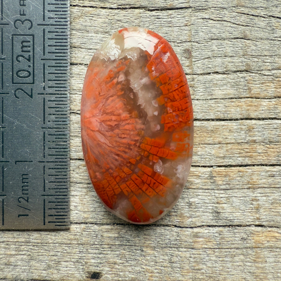 Cabochon Corail Agatisé Red Horn