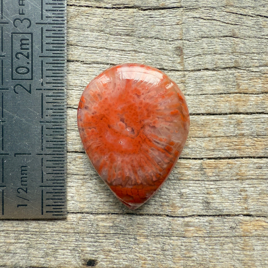 Cabochon Corail Agatisé Red Horn