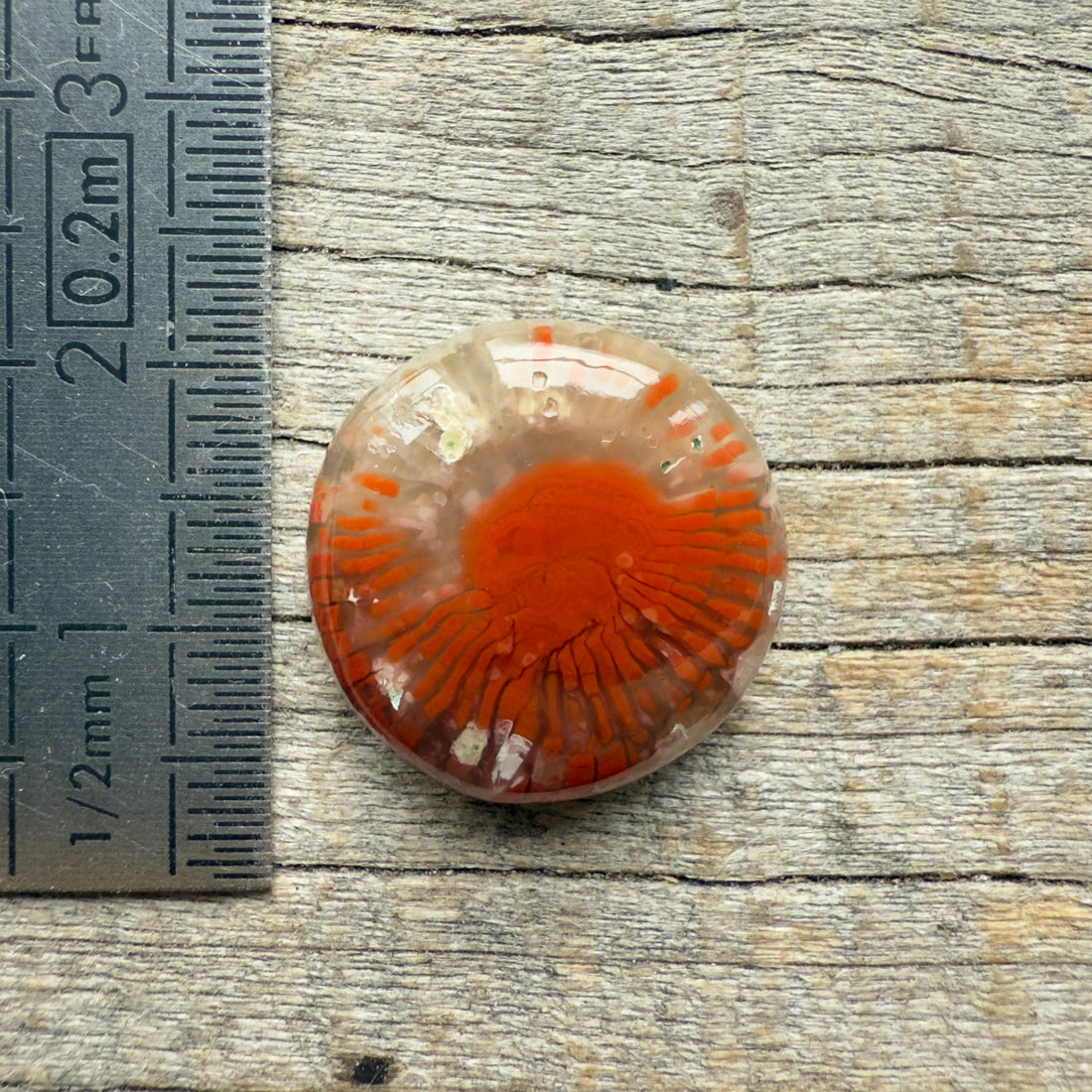 Cabochon Corail Agatisé Red Horn