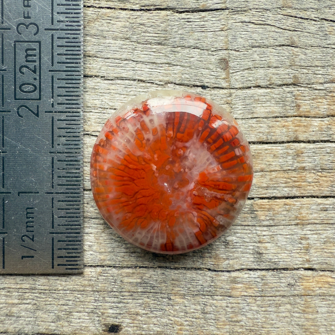 Cabochon Corail Agatisé Red Horn