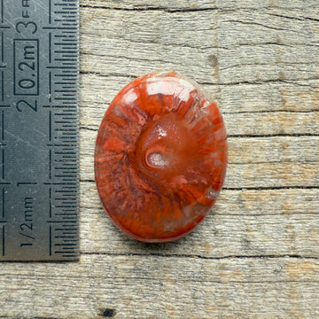 Cabochon Corail Agatisé Red Horn