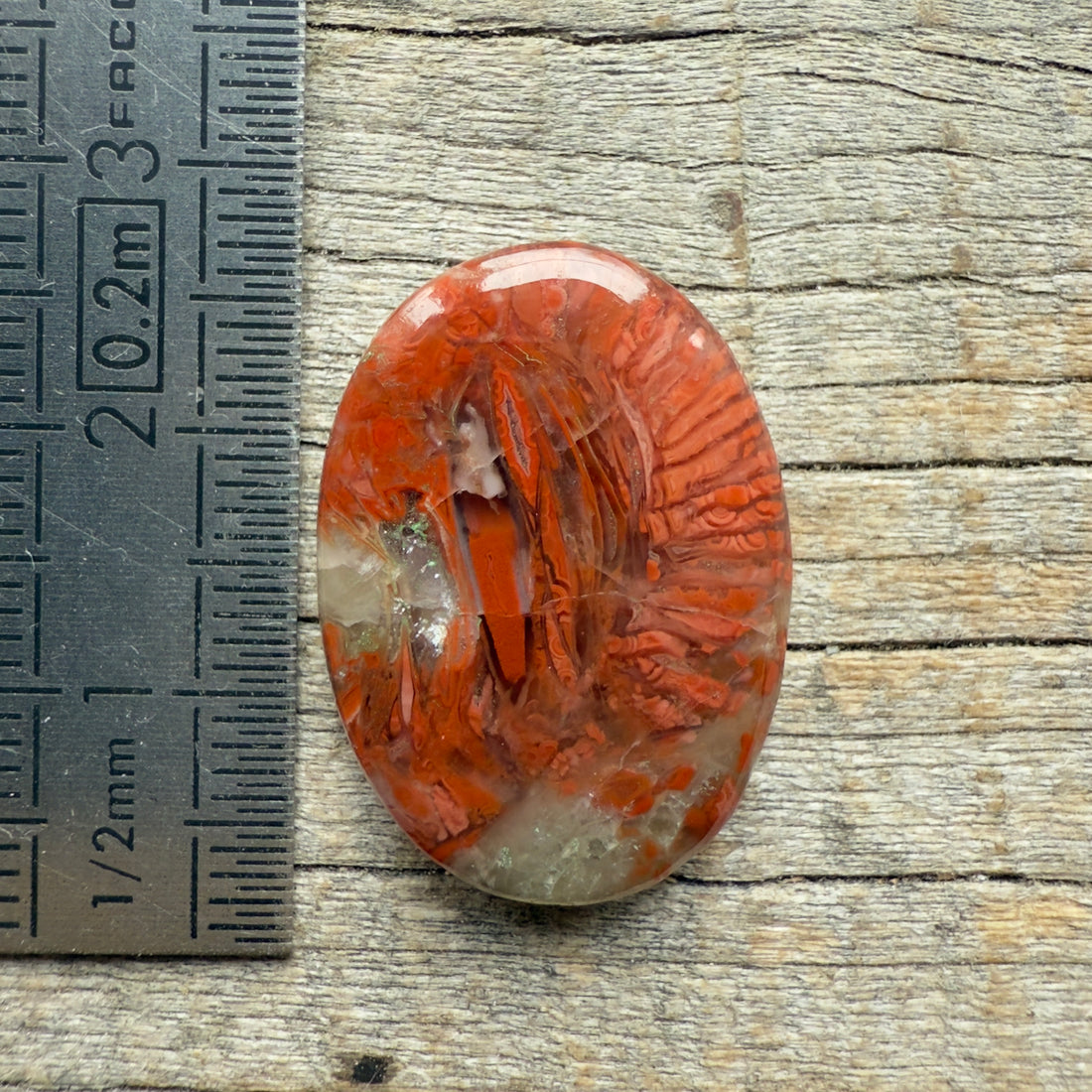 Cabochon Corail Agatisé Red Horn