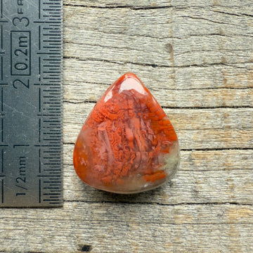 Cabochon Corail Agatisé Red Horn