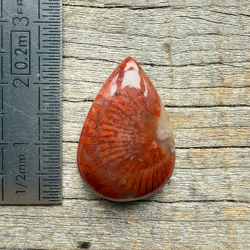 Cabochon Corail Agatisé Red Horn