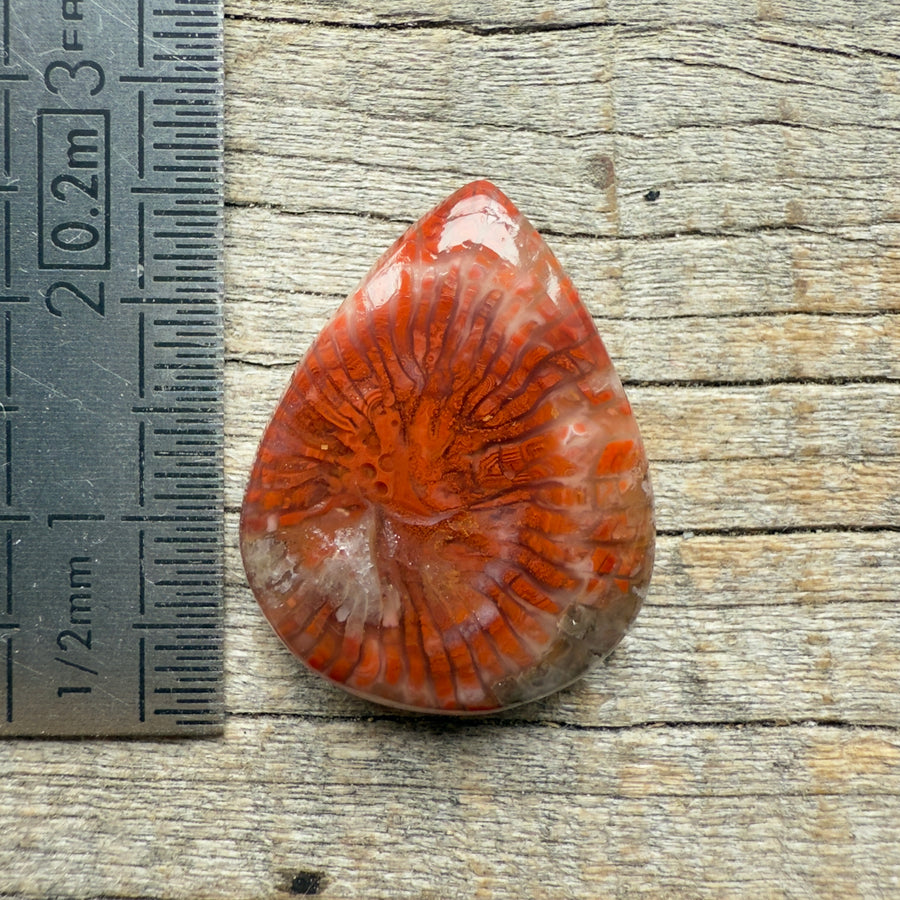 Cabochon Corail Agatisé Red Horn