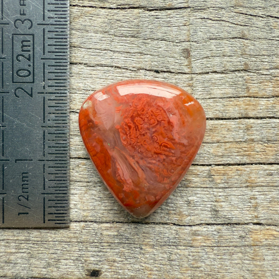 Cabochon Corail Agatisé Red Horn