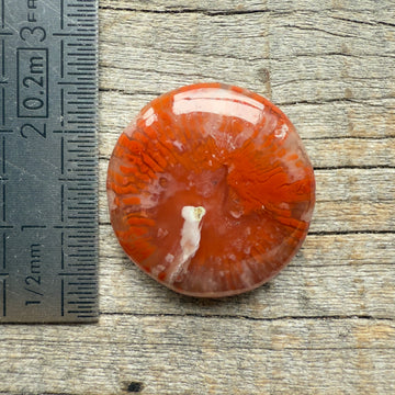 Cabochon Corail Agatisé Red Horn