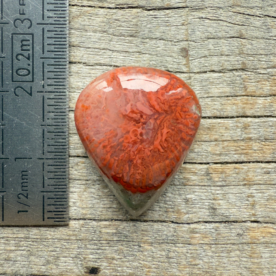 Cabochon Corail Agatisé Red Horn