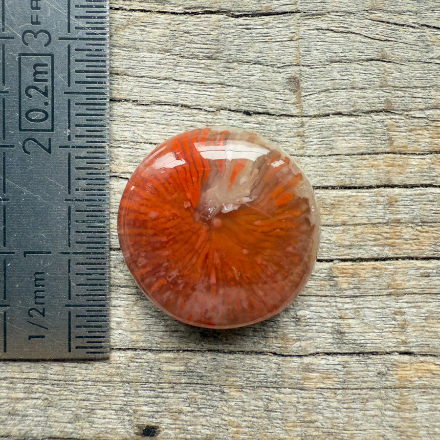 Cabochon Corail Agatisé Red Horn