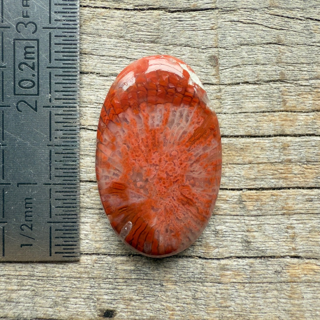 Cabochon Corail Agatisé Red Horn