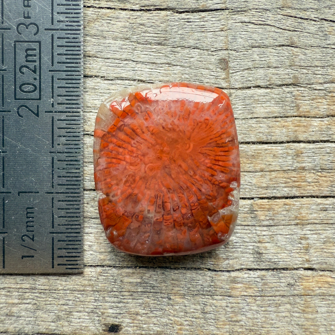 Cabochon Corail Agatisé Red Horn