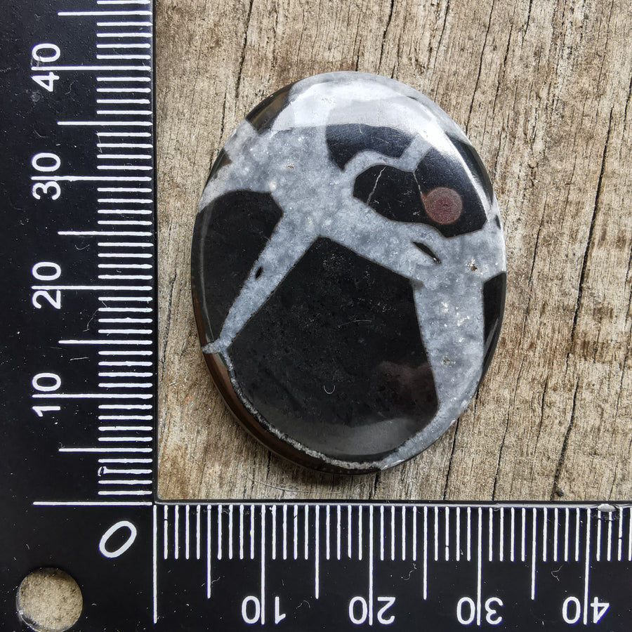 Cabochon Septaria