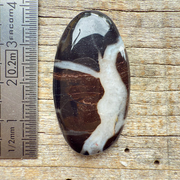 Cabochon Septarian Marron