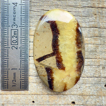 Cabochon Septaria