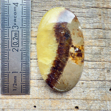 Cabochon Septaria