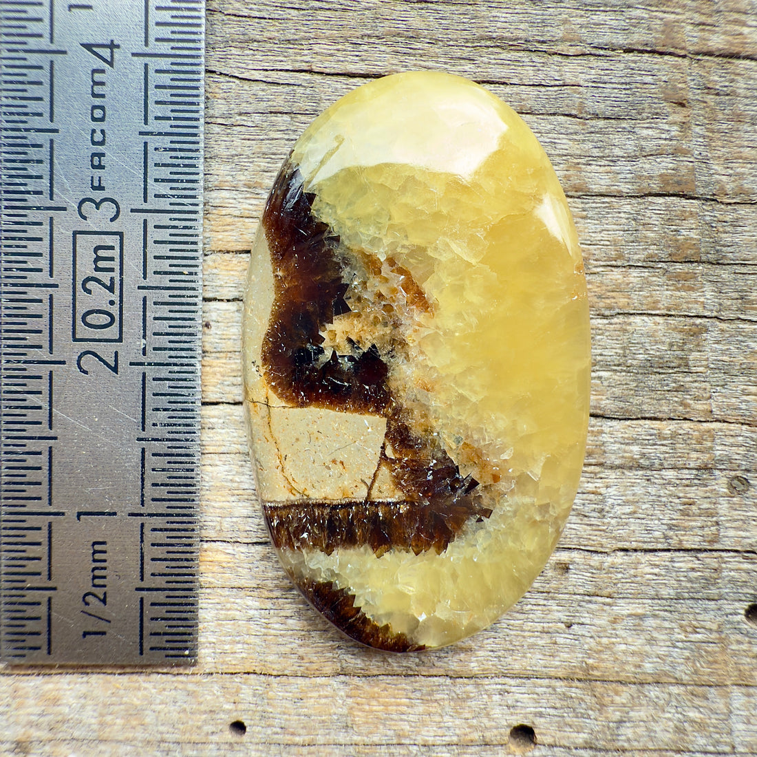 Cabochon Septaria