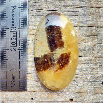 Cabochon Septaria