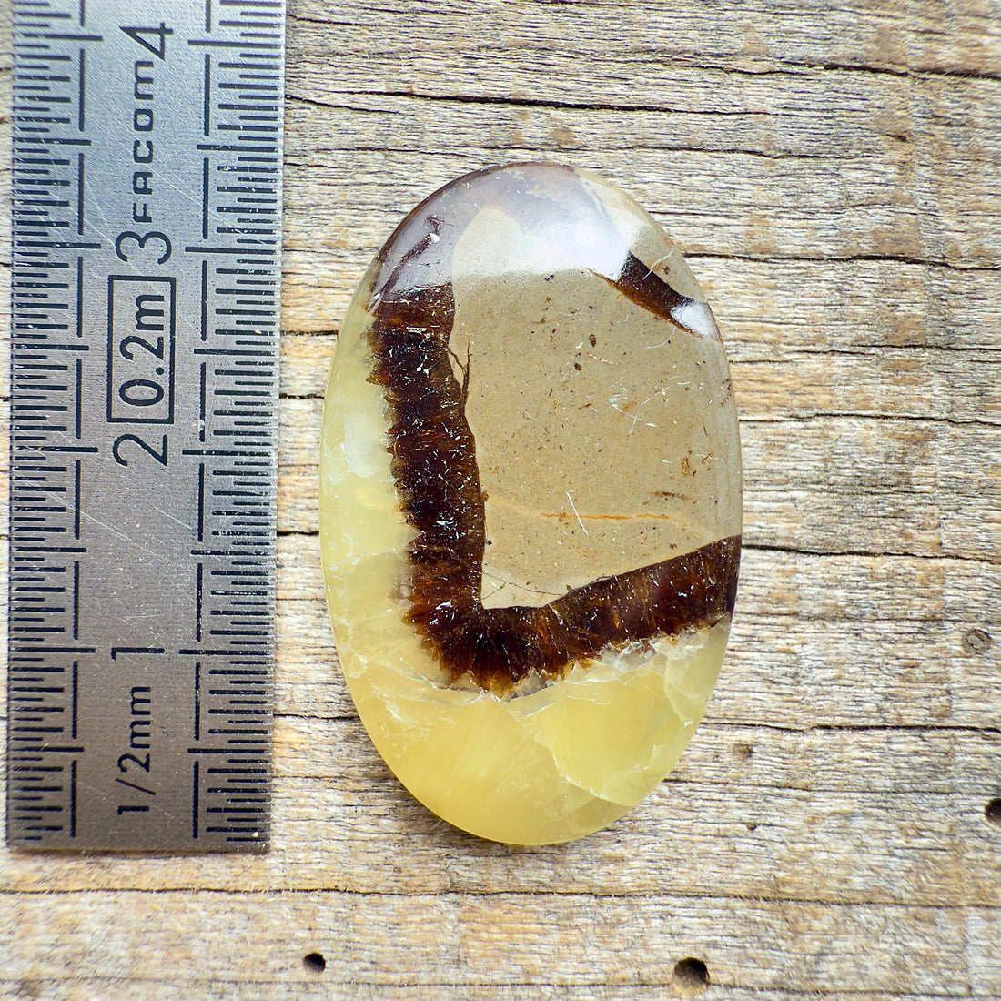 Cabochon Septaria